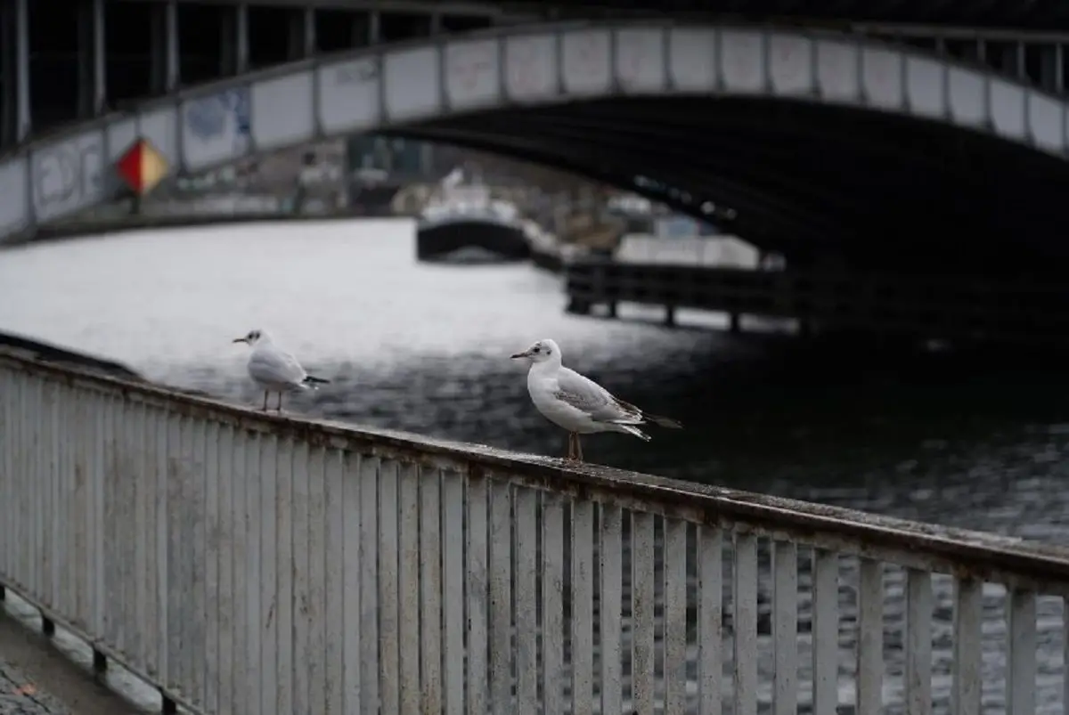 «Опоры разваливаются». Специалисты отреагировали на критику состояния моста через Свислочь в Минске мост