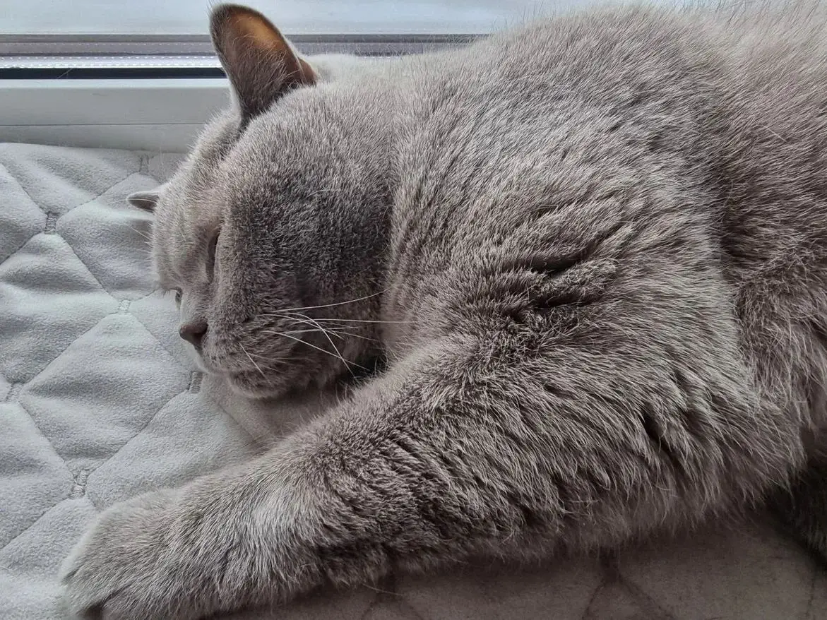 «С вас — фото счастливого кота»: как случайные попутчики с рыбалки превратили переезд в приключение