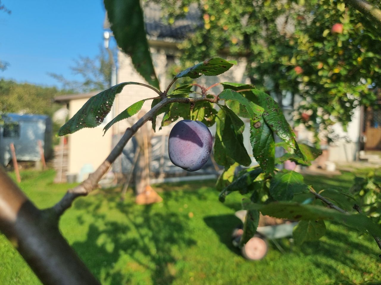 Белая побелка деревьев: зачем это делать весной и осенью и почему пропуск одной процедуры убивает кору дерево
