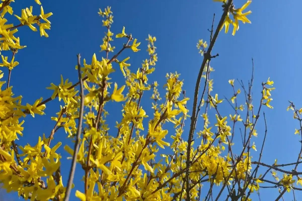 Синоптики назвали регионы Беларуси с самой высокой температурой 15 апреля 2026 года: до +20 градусов Форзиция