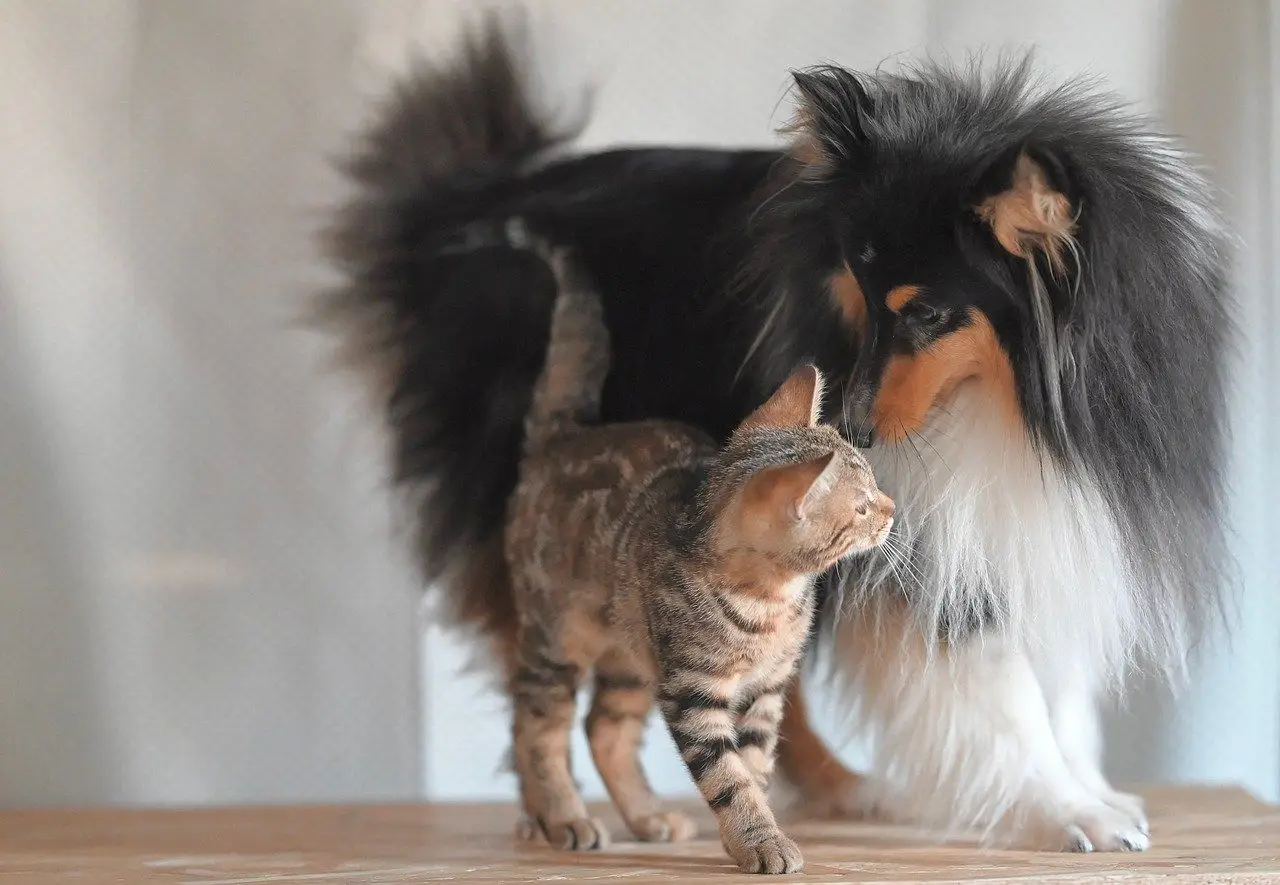 Собака или кошка: что говорят исследования о влиянии питомца на психику хозяина и продолжительность жизни собака и кот