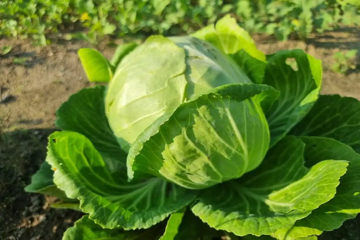 Проверенные сорта вместо модных новинок: список фаворитов опытных огородников на новый сезон Капуста