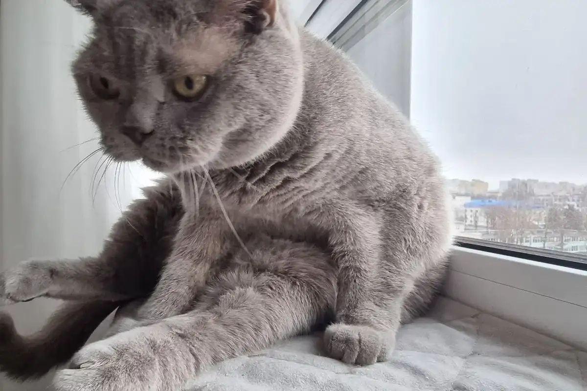 Почему кошки избегают воды, хотя отлично плавают: причины водобоязни Кот