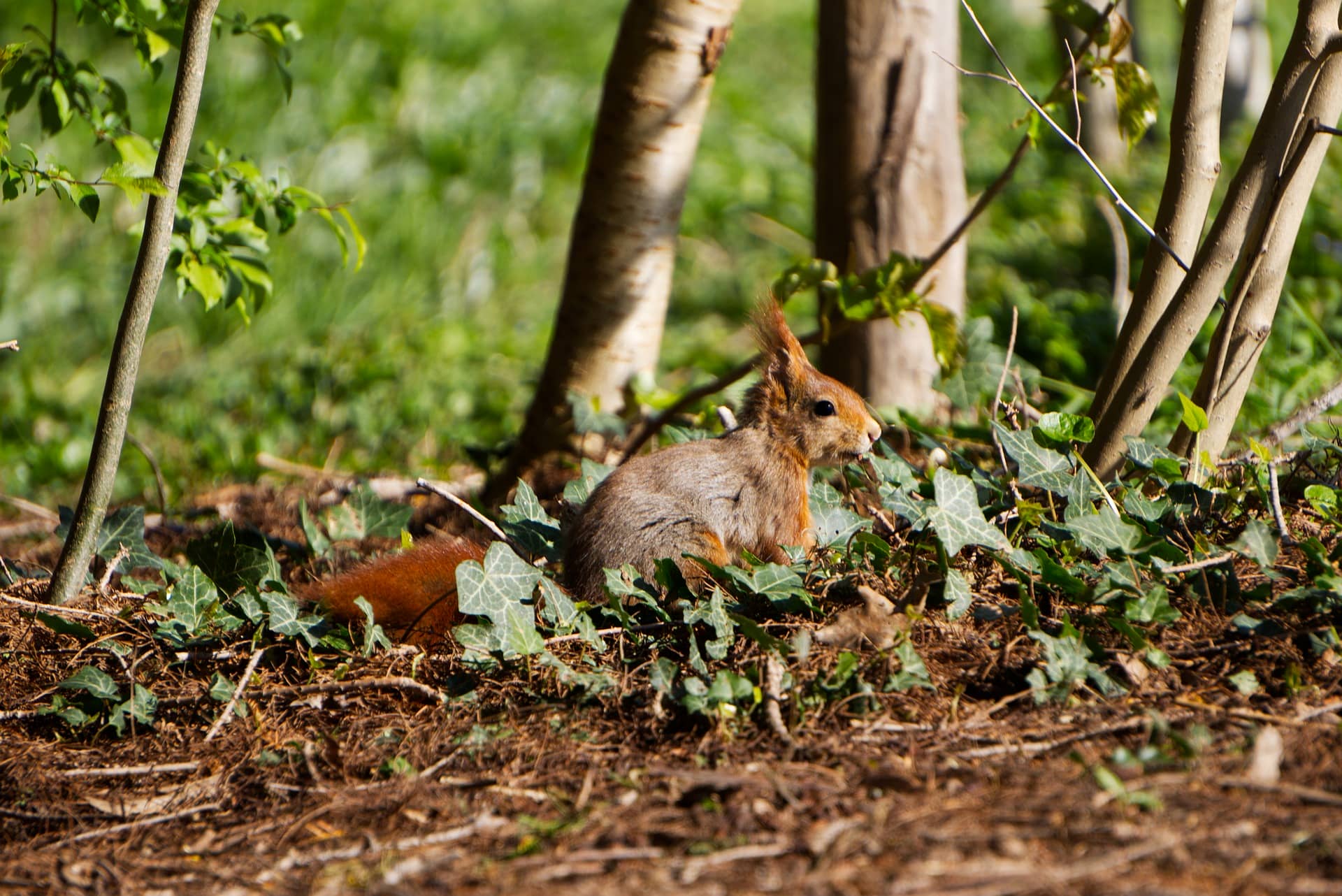 Где в Беларуси введён запрет на посещение лесов: действует в трёх районах