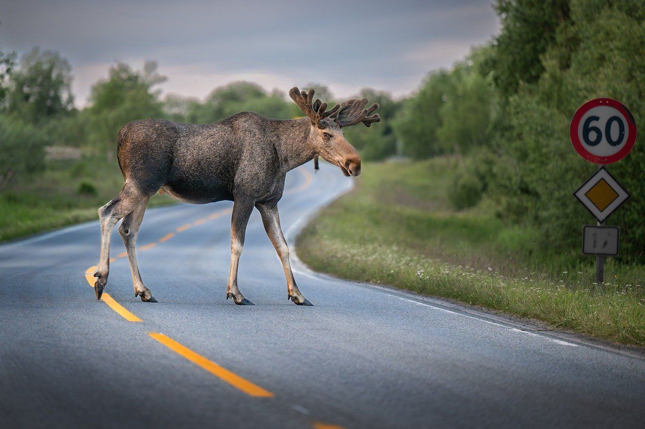 В Беларуси ИИ будет отслеживать животных на дорогах и предупреждать о них водителей лось