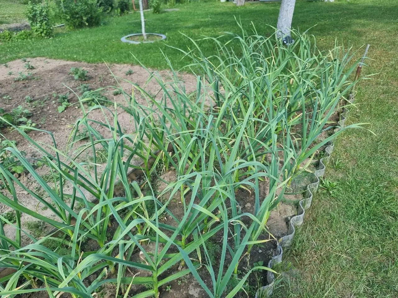 Освободилось место из-под щавеля с кислой реакцией: сколько извести нужно внести и что сеять потом