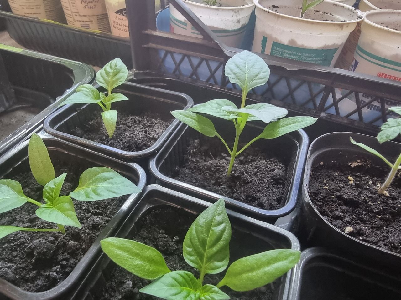 Хитрость с кипятком: зачем поливать землю в стаканчиках кипятком перед посевом рассада