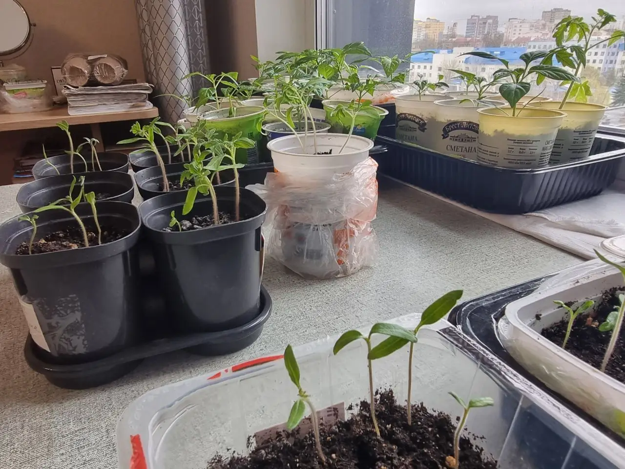 Питание вслепую: чем подкормить рассаду, если листья бледнеют рассада