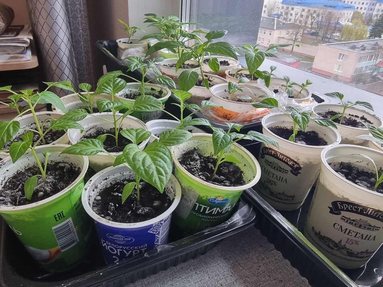 Рассада жирует и цветет прямо в стаканчике: что делать с гигантскими лопухами без единой завязи