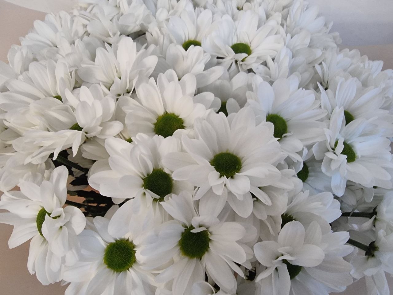 Зачем нужны спички в цветочном горшке: земля не заплесневеет