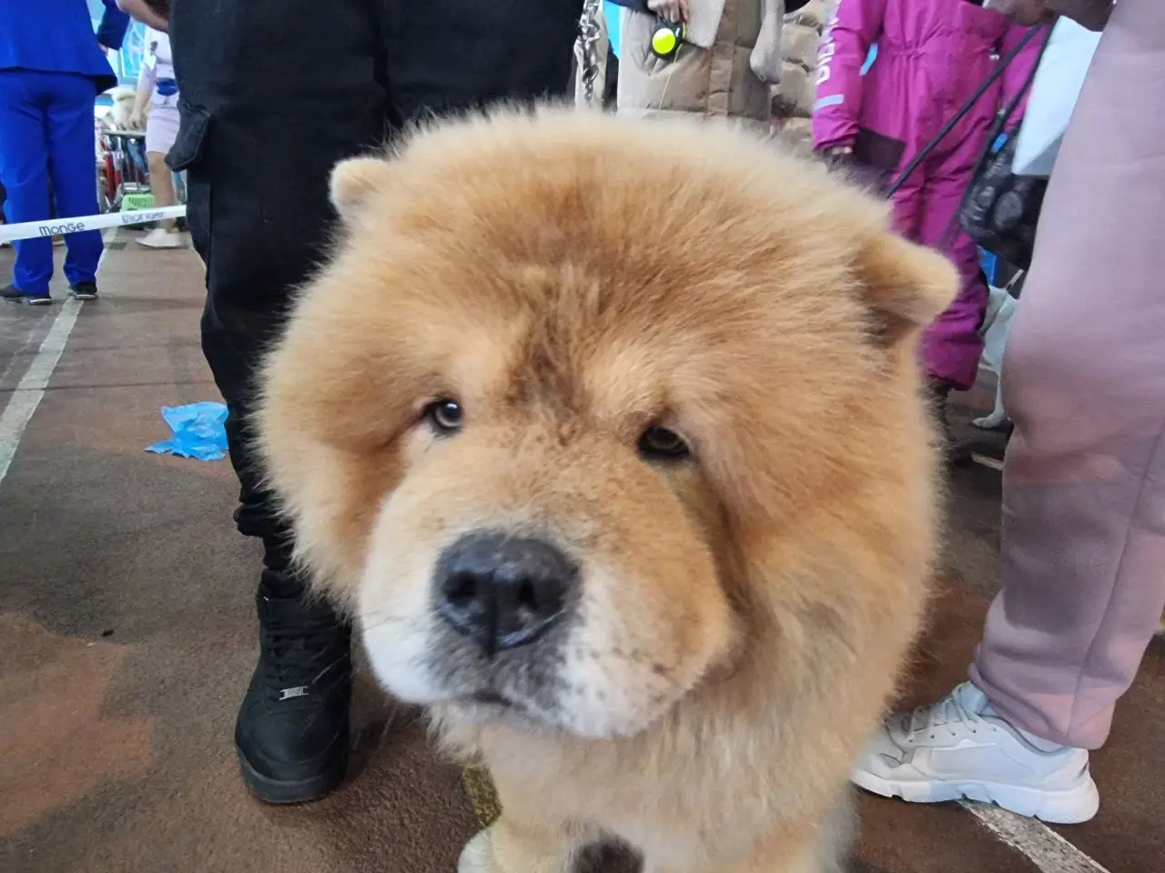 Собачья любовь: почему пес встречает с работы и какую химическую реакцию запускает в нашем мозге