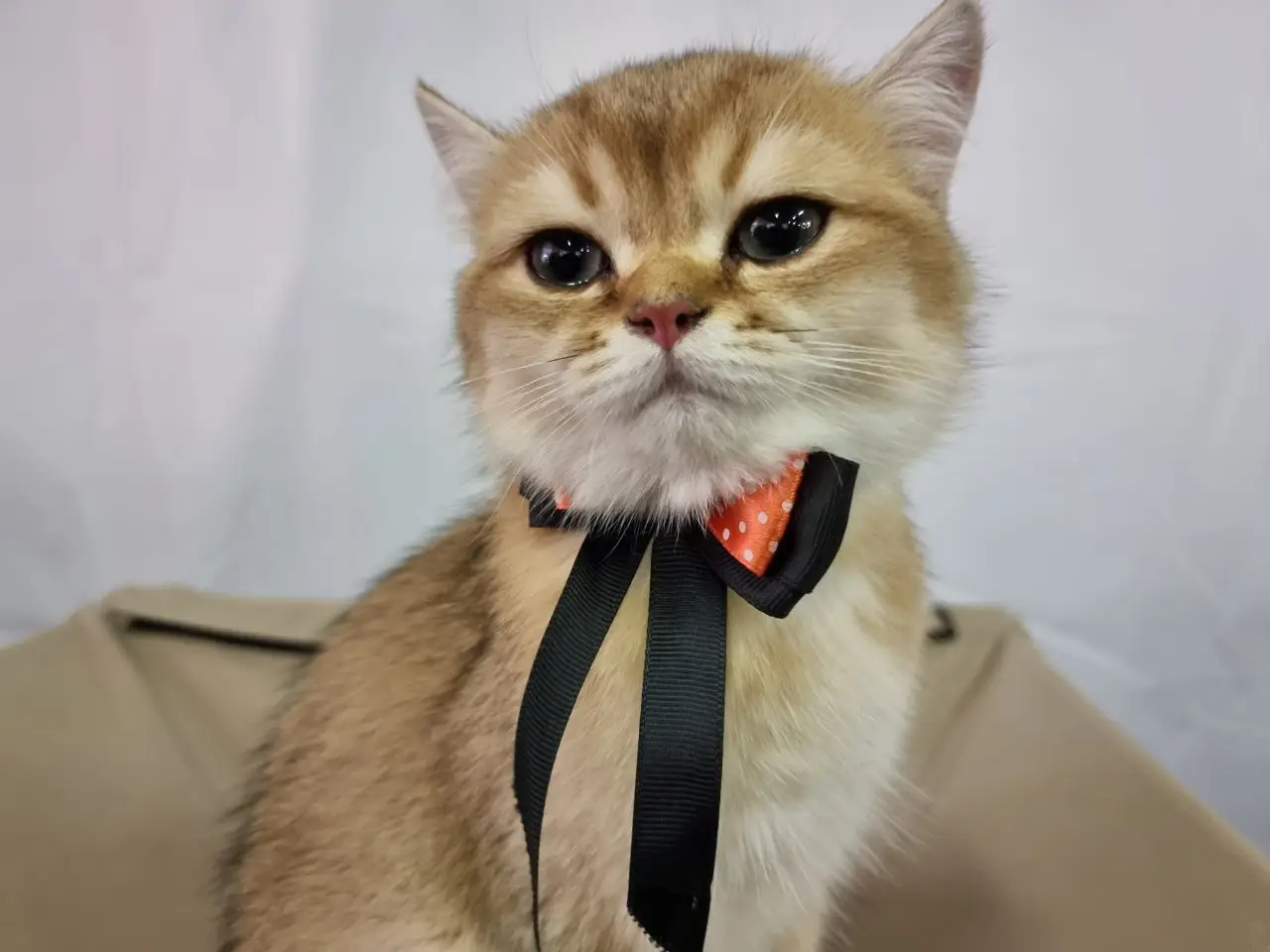 Кто умнее: кошки или собаки — ученые поставили точку кошка