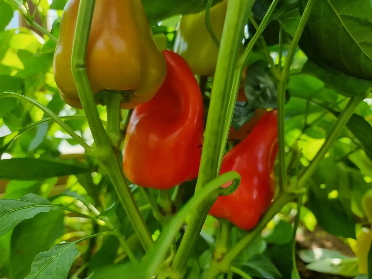 В прошлом году тут был горький перец: что посадить в этом сезоне чтобы вернуть почве сладкий вкус