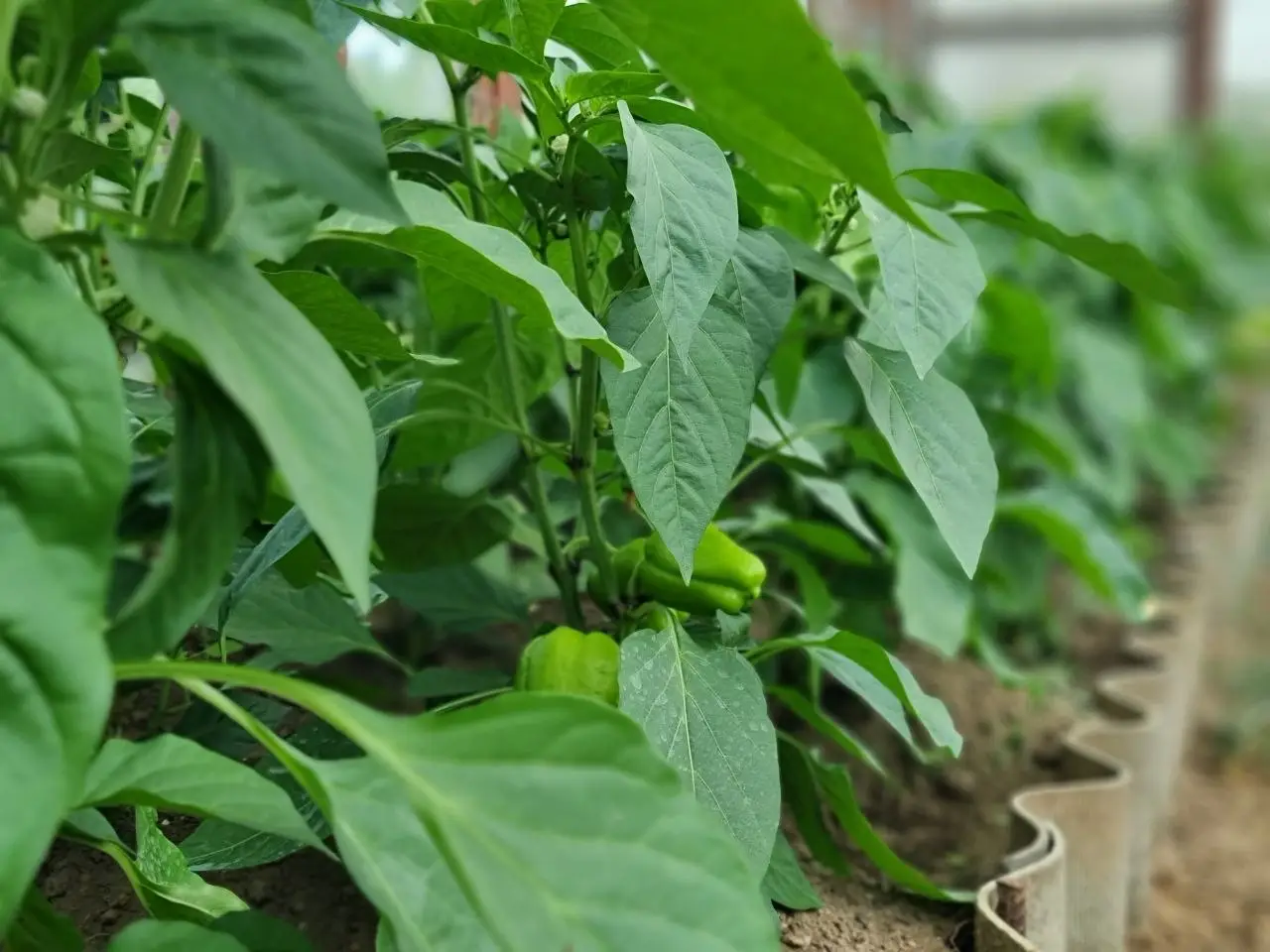 Секрет толстого ствола: когда и зачем нужно обрывать первый бутон у перца рассада