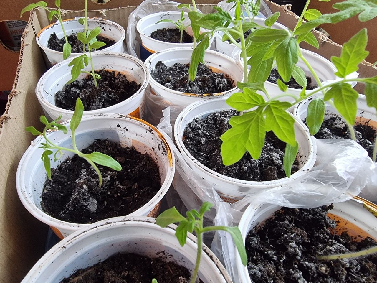 Почему 90% огородников совершают эту ошибку с рассадой сразу после всходов рассада