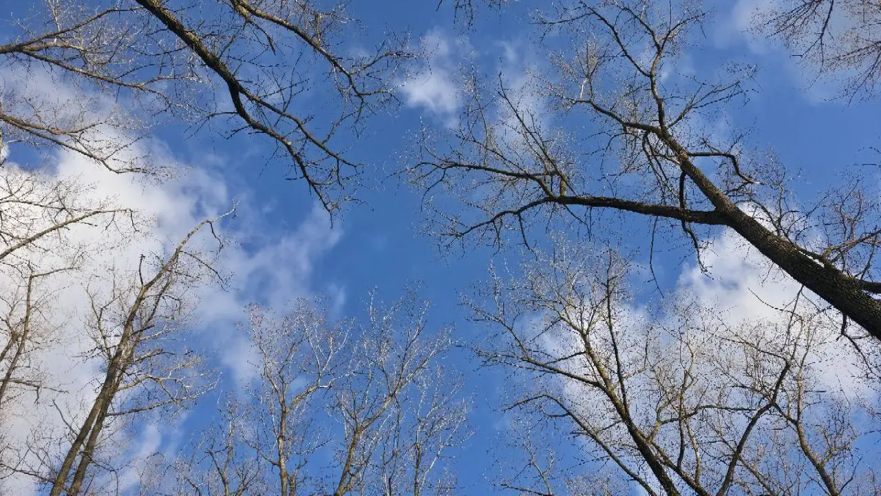 Назван самый теплый март за всю историю метеонаблюдений в Беларуси деревья
