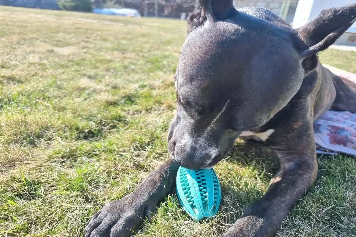 Как правильно мыть лапы собаке после прогулки: пошаговая инструкция Собака