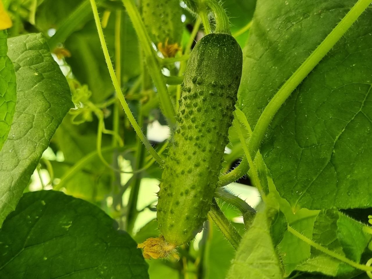 Прищипка огурцов после 6-го листа: стимуляция боковых плетей для женских цветков огурцы в теплице