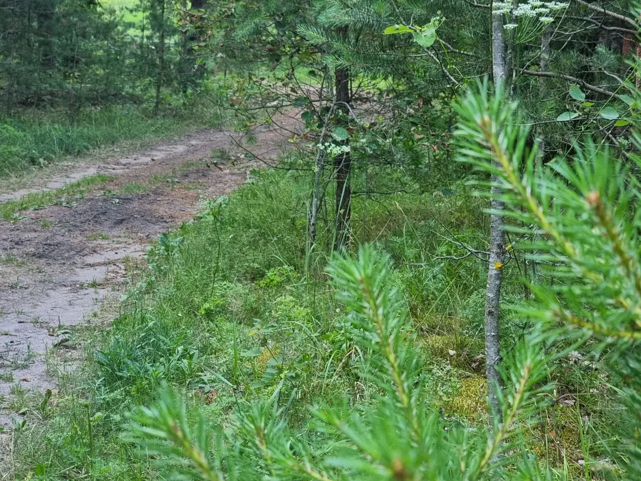 В 5 районах Беларуси запрещены походы в лес дорога в лесу