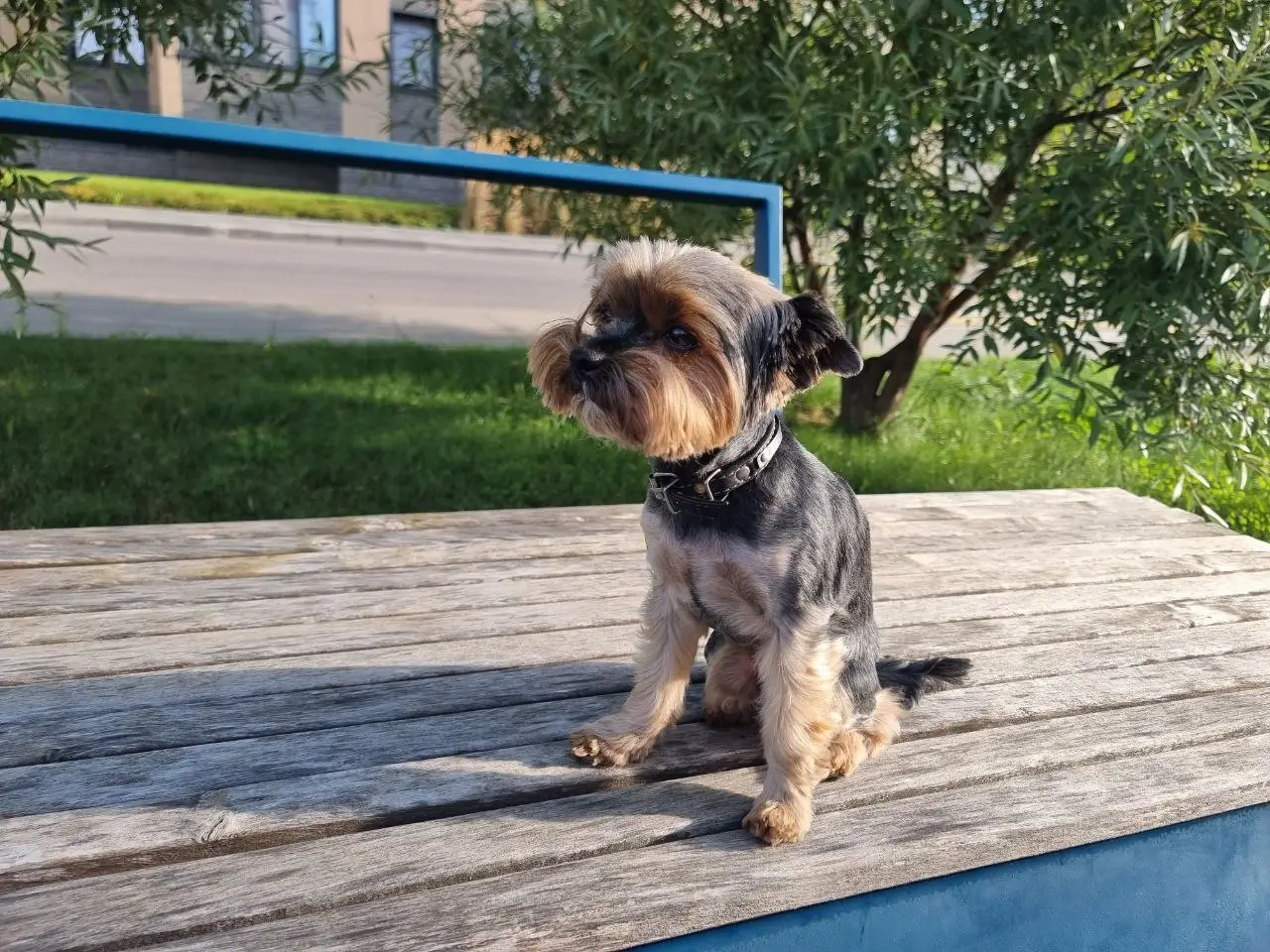 Собаки: как понять, что псу слишком жарко — 4 признака до теплового удара собака на прогулке