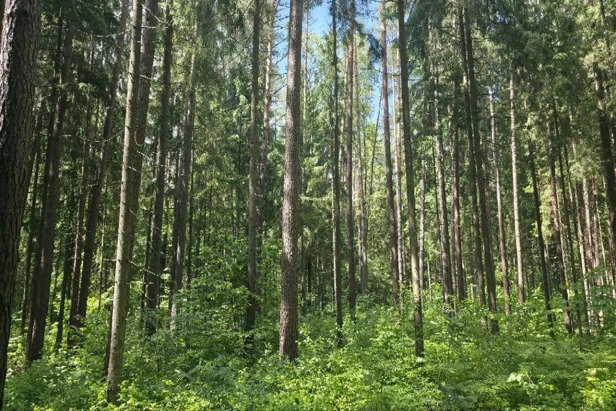 В 23 районах Беларуси ввели ограничения на посещение лесов Деревья в лесу