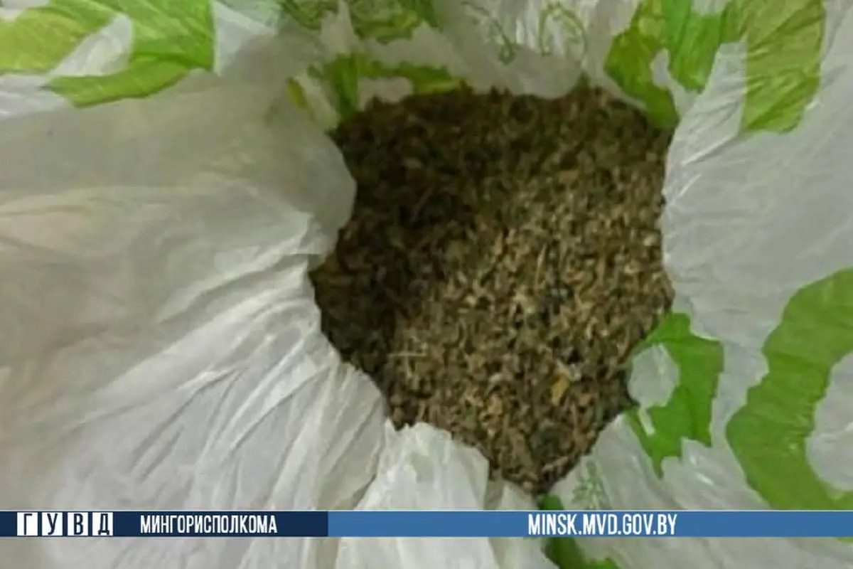 В Минске задержали наркоторговца с 1 кг марихуаны Наркосодержащее растение