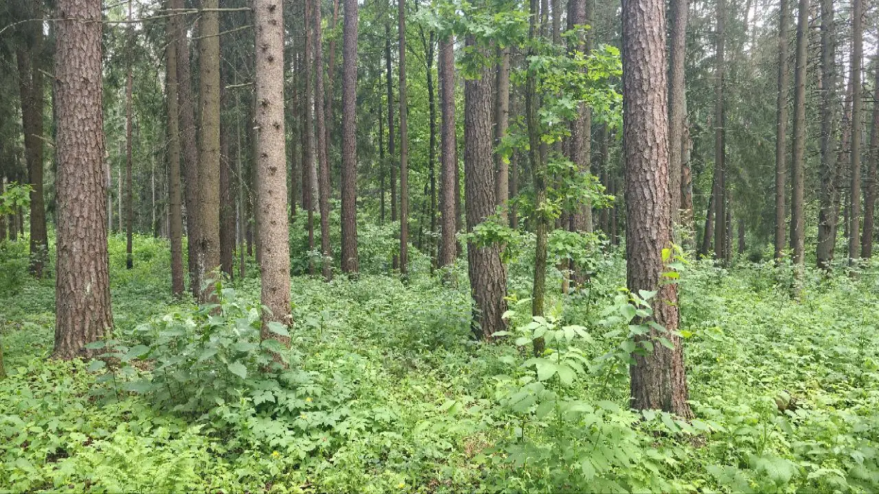 Почти во всех районах Беларуси действуют ограничения на походы в лес деревья в лесу