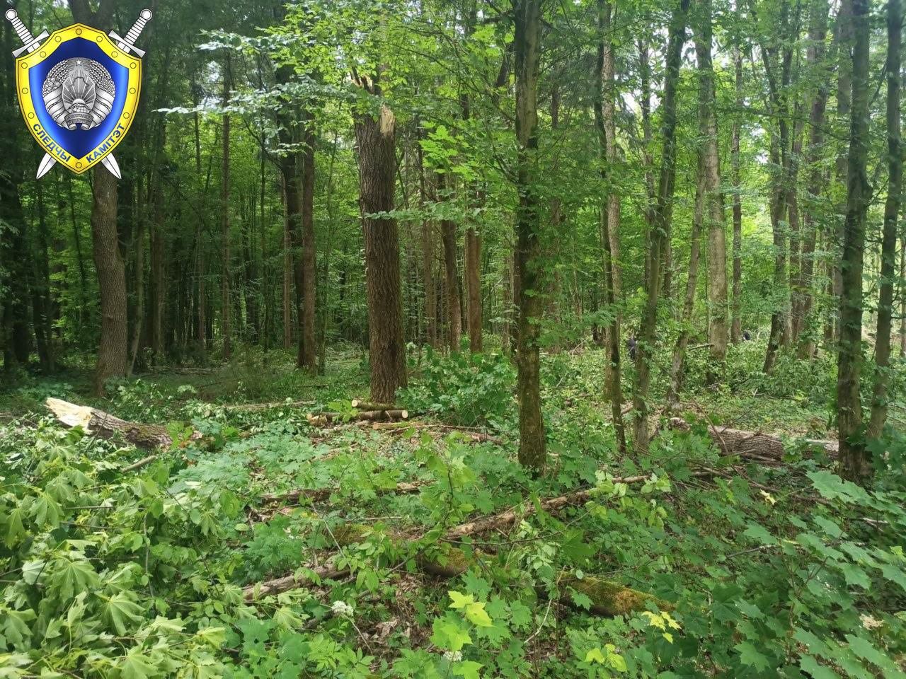 В Чечерском районе вальщик погиб. На него упало дерево деревья в лесу