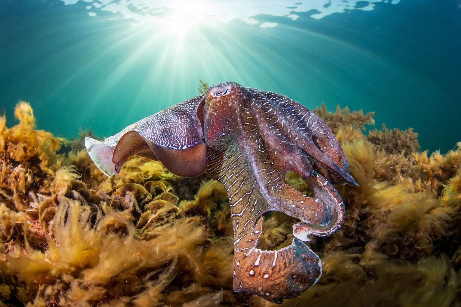 Названы победители фотоконкурса Ocean Conservancy 2026: удивительный мир морской природы в лучших кадрах года самец каракатицы