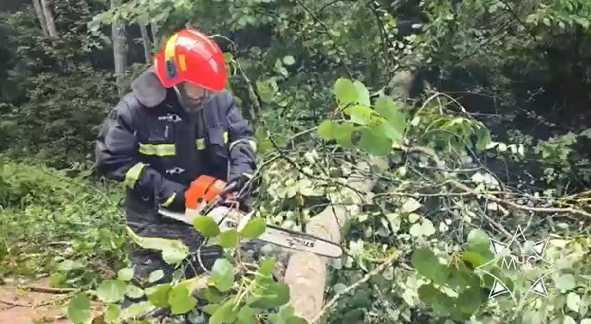 Мощный ветер валил деревья в Гродно и районах области работник МЧС