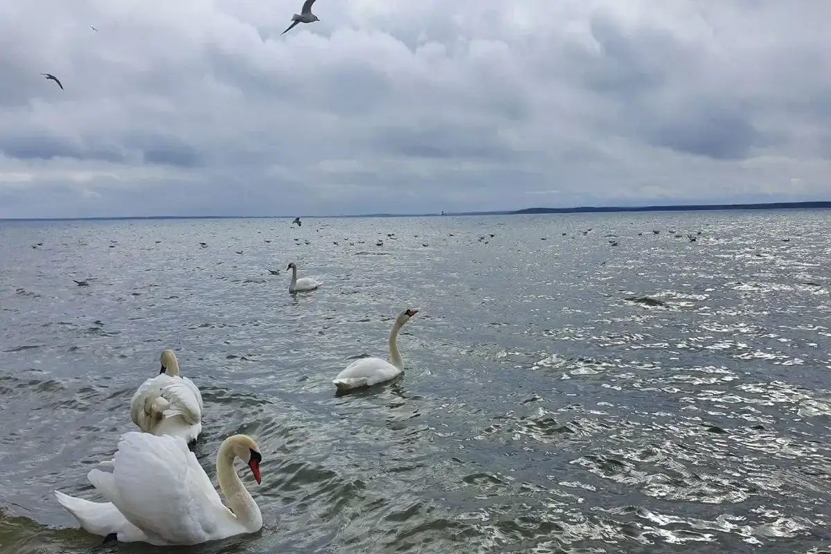 Каспийское море стало на на 7,4% меньше Лебеди на воде
