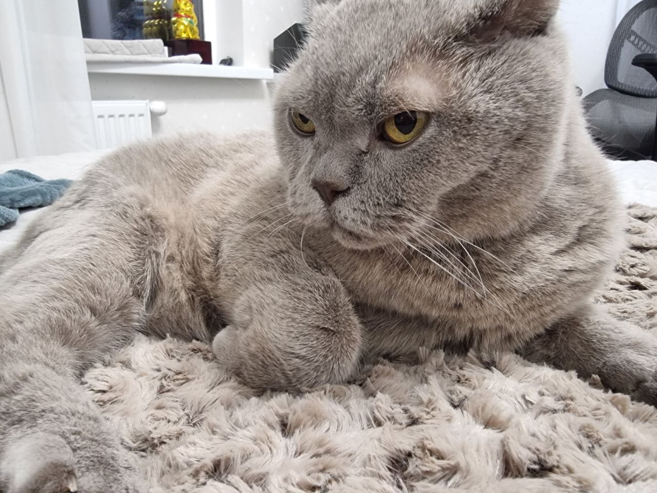 Как подружить кошку с новым ремонтом и перестановкой кошка