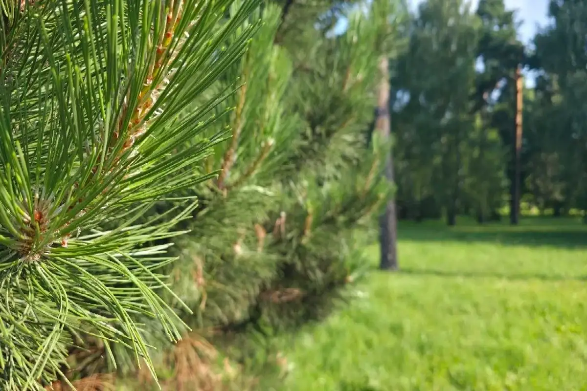 Какой сегодня праздник: 31 июля 2026 года Ветки дерева