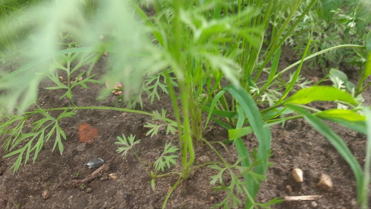 Проволочник в моркови в августе: бабушкин метод с горчичным порошком, очищающий грядку морковь на грядке