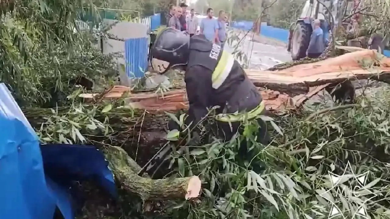 Последствия непогоды в Гомельской и Витебской областях. Повалены десятки деревьев, повреждены автомобили Поваленное дерево