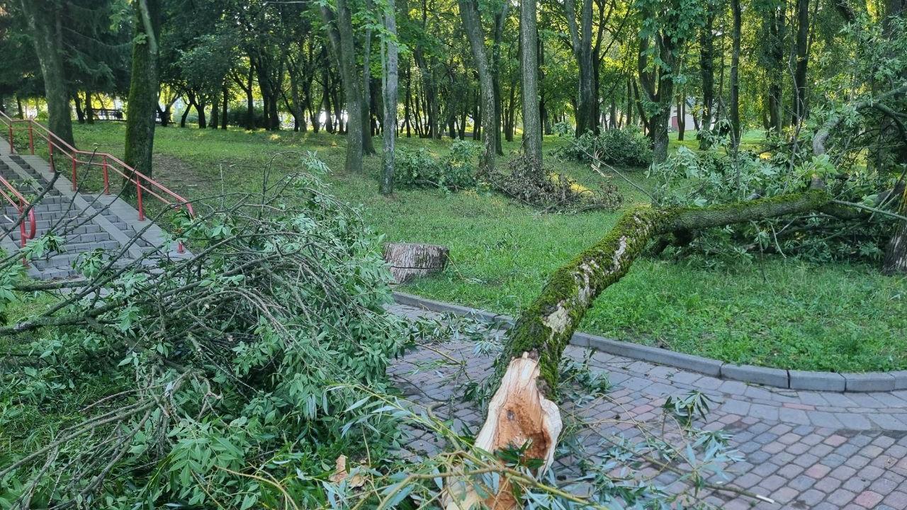 Стихия нанесла удар по Беларуси. Без света остались 438 населенных пунктов поваленное дерево