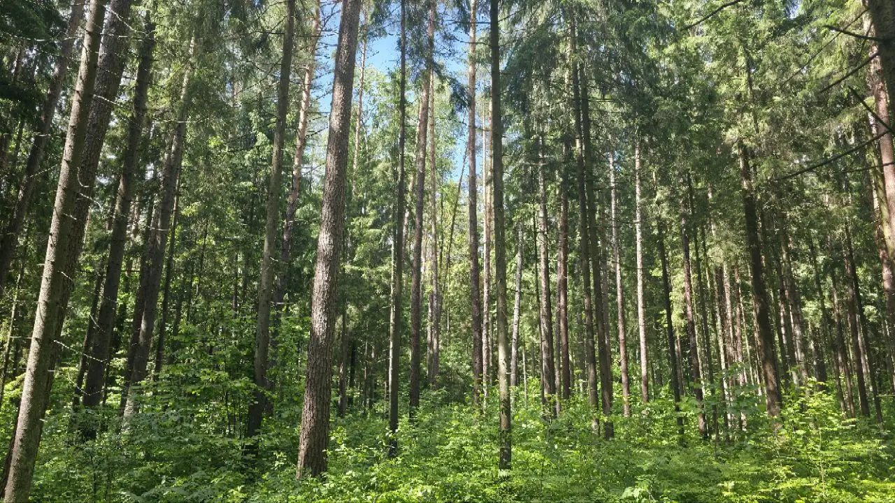 В 91 районе Беларуси действуют ограничения на посещение лесов деревья в лесу