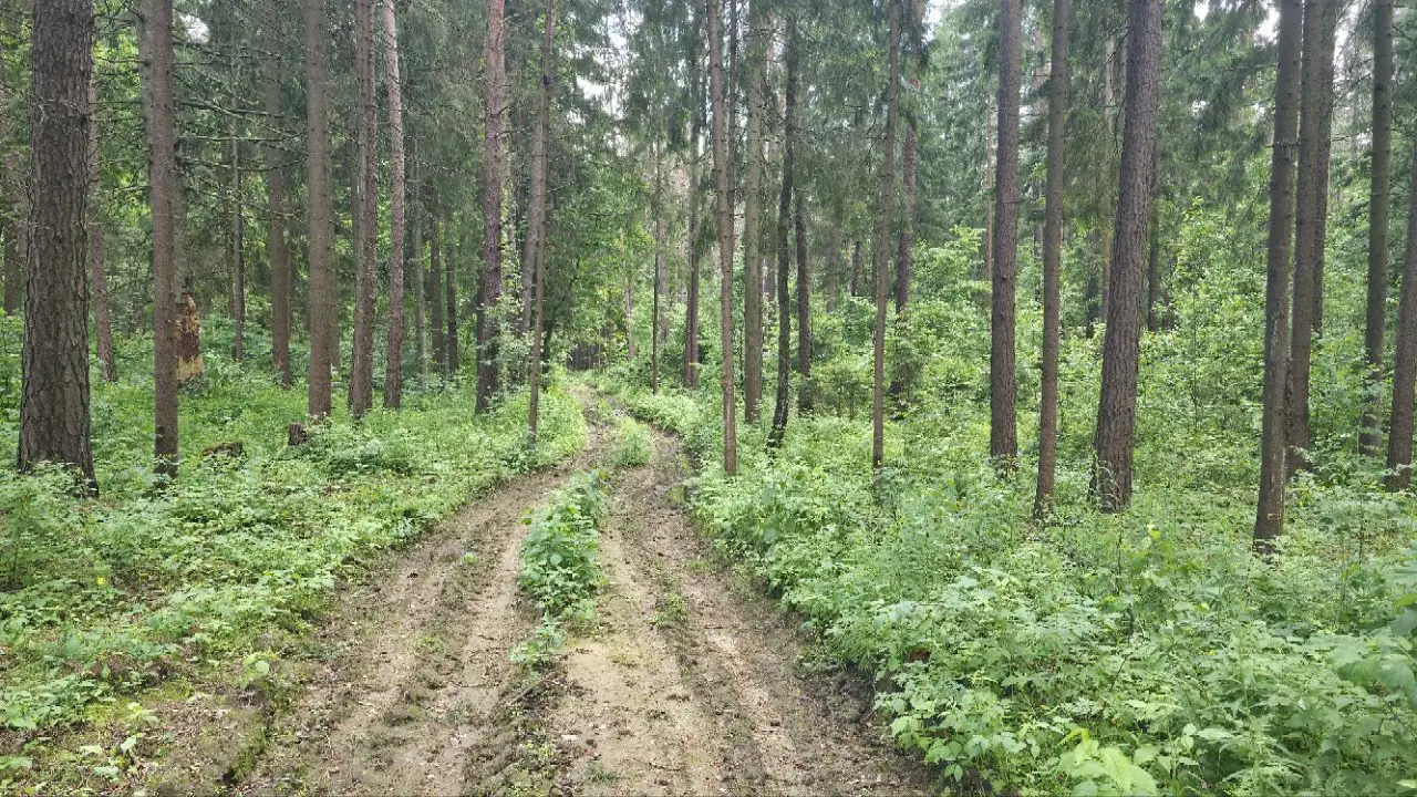 В двух районах Беларуси действуют запреты на походы в лес дорога в лесу
