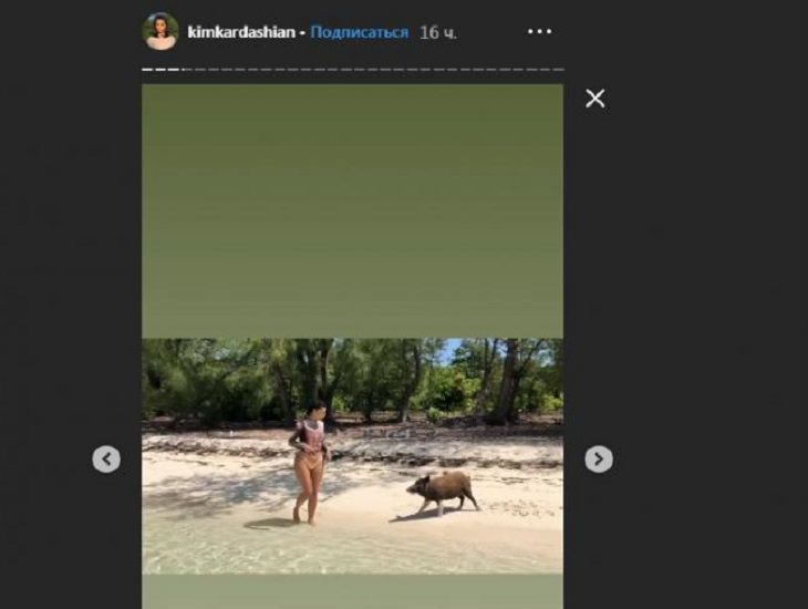 Свиньи атаковали Ким Кардашьян на пляже на Багамах