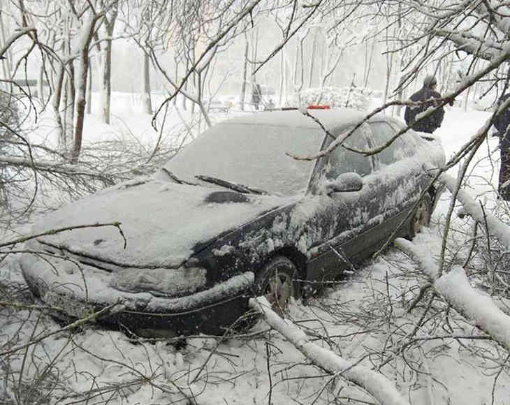 В Гомеле дерево упало на припаркованные автомобили