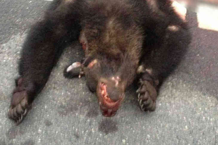 В Белыничском районе автомобиль сбил медведя, водителя разыскивает милиция