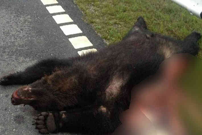 В Белыничском районе автомобиль сбил медведя, водителя разыскивает милиция