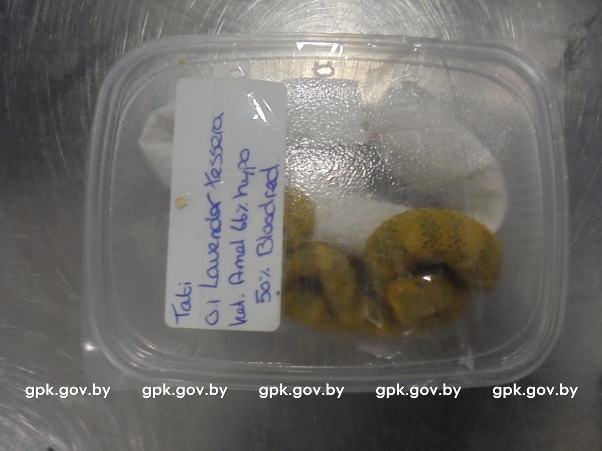 В Национальном аэропорту Минск у пассажира нашли более 50 змей