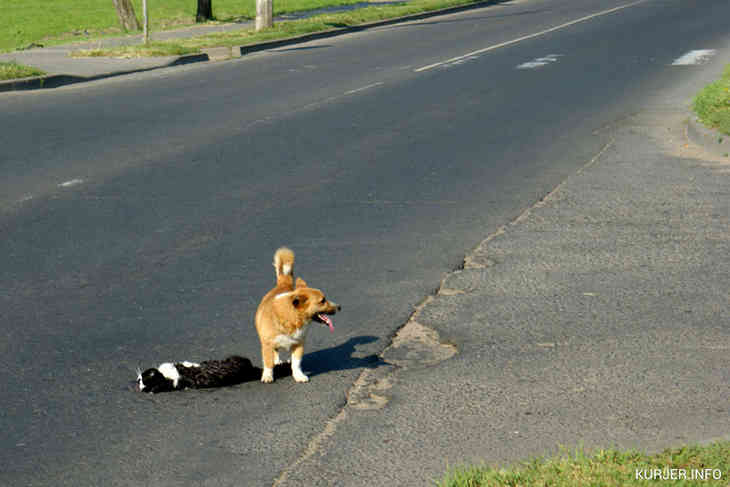 Фотофакт: собака пыталась спасти кота, попавшего под машину в Слуцке