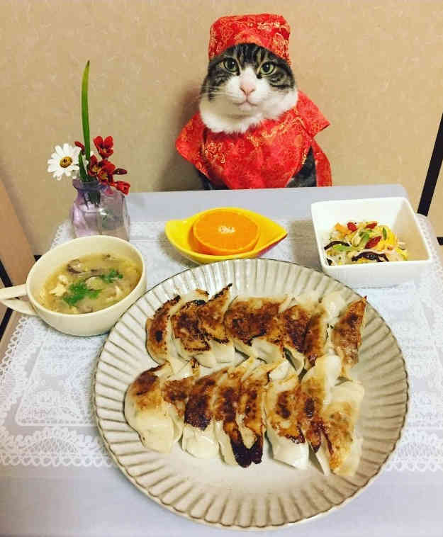 Японский кот прославился благодаря фото с едой