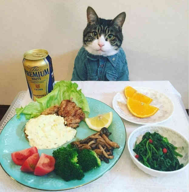 Японский кот прославился благодаря фото с едой