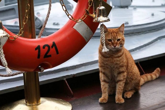 Опубликовано фото первого кота, принявшего участие в дальнем походе российского флота