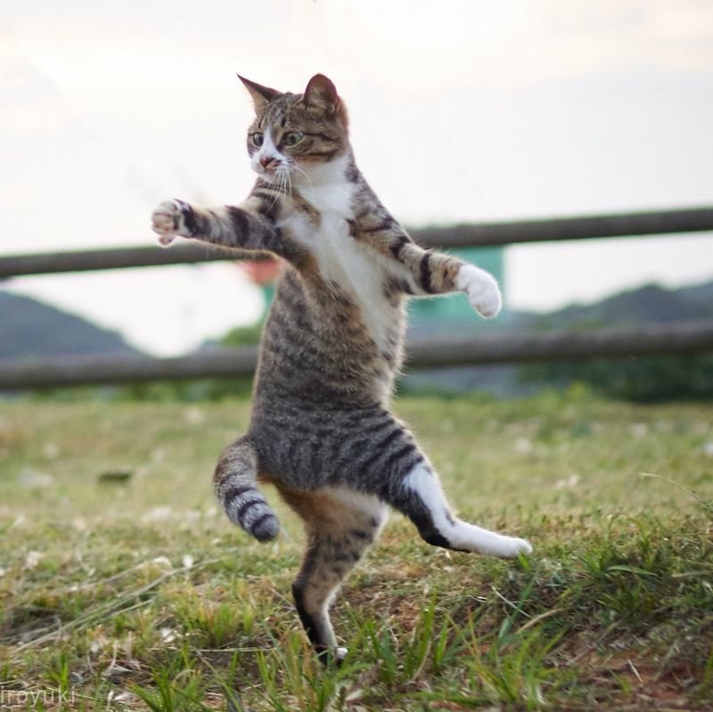 Японский фотограф посвятил свою жизнь съемкам кошек-«ниндзя»