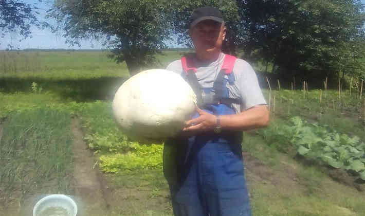 Фотофакт. Два гигантских гриба-дождевика нашли в Ивановском районе