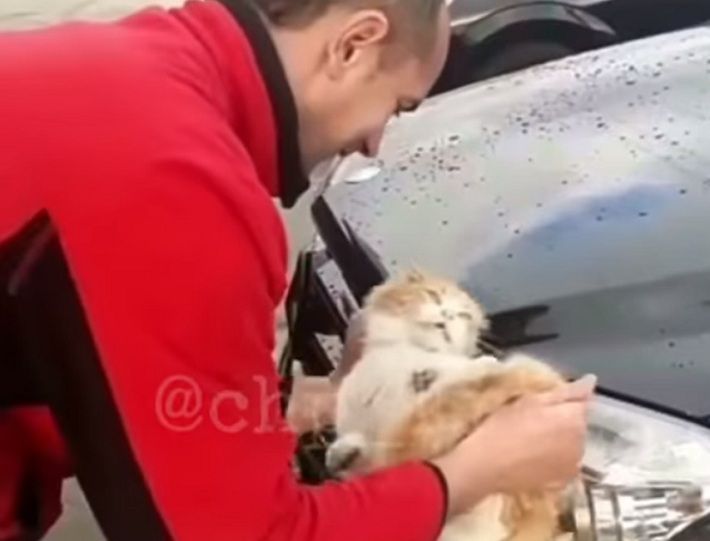 Житель Краснодарского края вымыл котом свою машину‍